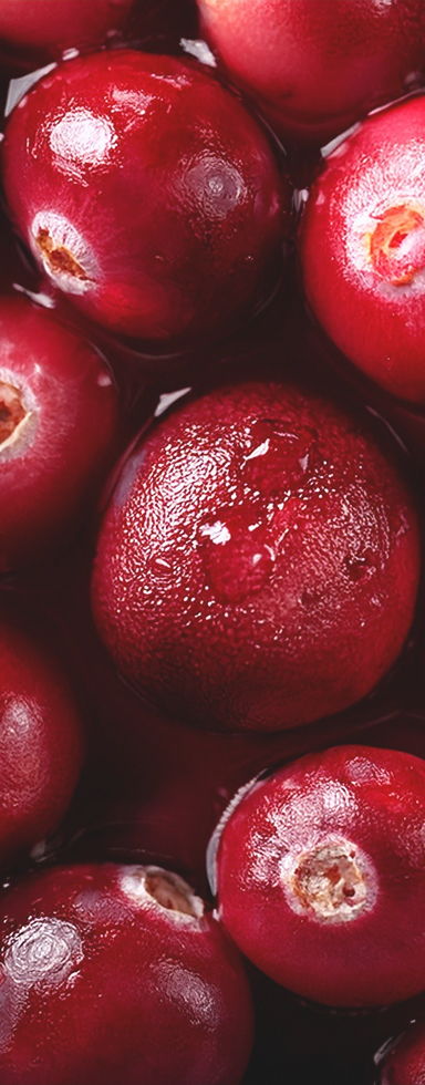 신선한 크랜베리