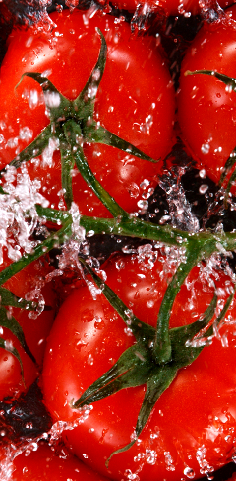 프리미엄 토마토