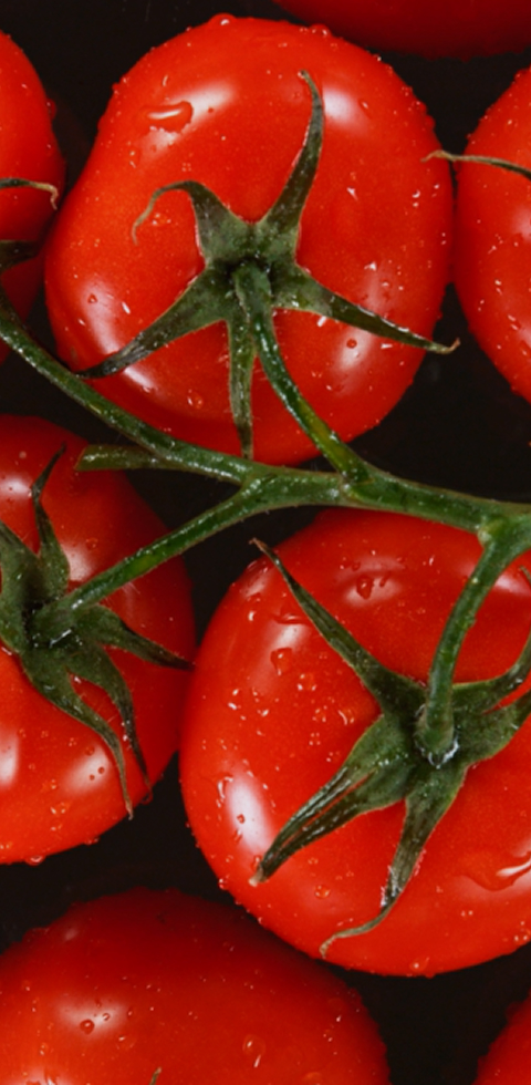 프리미엄 토마토