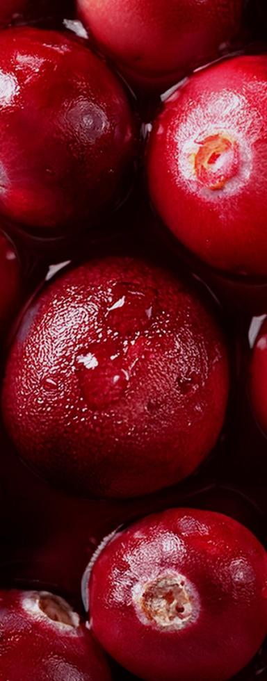 신선한 크랜베리